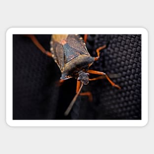 THE HITCHHIKER FOREST SHIELDBUG Sticker